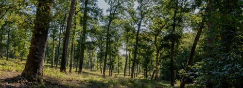 Joslet Scierie / CBST